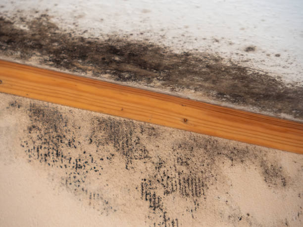 Professional Mold Removal in Cape Carteret, NC